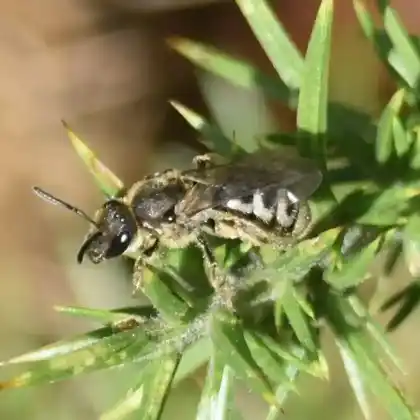 Foto von Steppenheide-Schmalbiene (Lasioglossum prasinum)