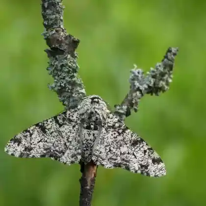 Foto von Birkenspanner (Biston betularia)