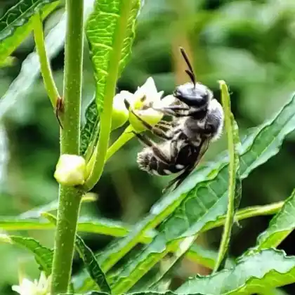 Foto von Spargel-Schmalbiene (Lasioglossum sexnotatum)