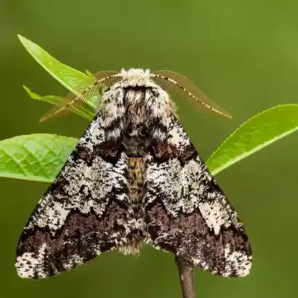 Foto von Parkland-Spinnerspanner (Biston strataria)