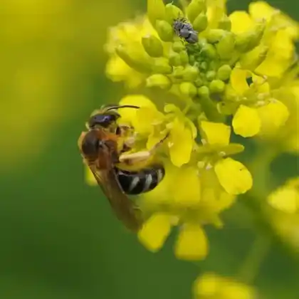 Foto von Große Salbei-Schmalbiene (Lasioglossum xanthopus)