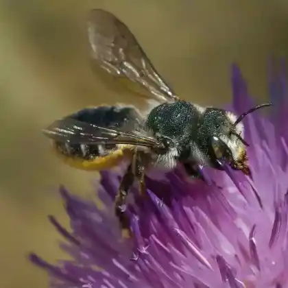 Foto von Goldene Steinbiene (Lithurgus chrysurus)