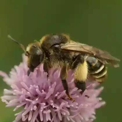 Foto von Auen-Schenkelbiene (Macropis europaea)