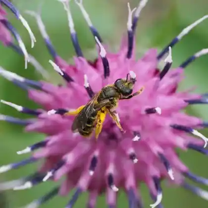 Foto von Wald-Schenkelbiene (Macropis fulvipes)