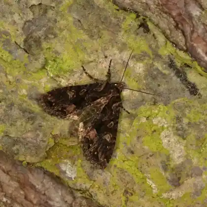 Foto von Geißblatt-Brauneule (Blepharita satura)