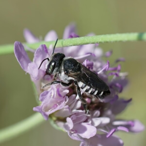 Flockenblumen-Blattschneiderbiene