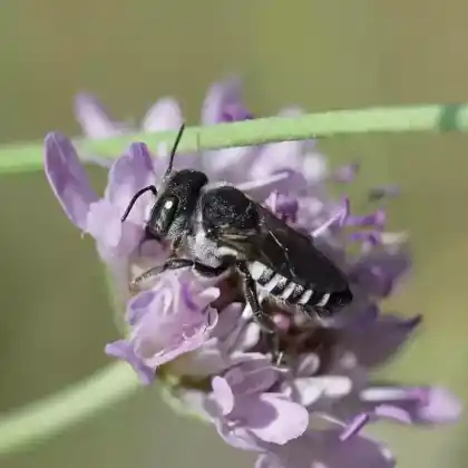 Foto von Flockenblumen-Blattschneiderbiene (Megachile apicalis)