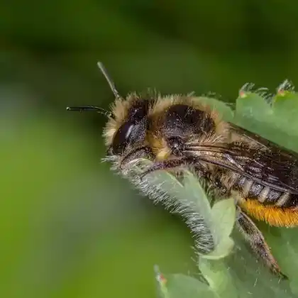 Foto von Rosen-Blattschneiderbiene (Megachile centuncularis)
