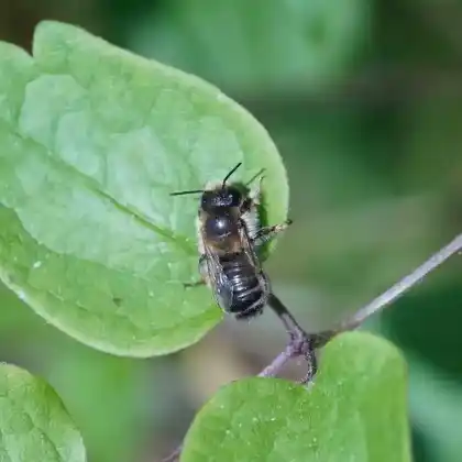 Foto von Gebänderte Blattschneiderbiene (Megachile circumcincta)