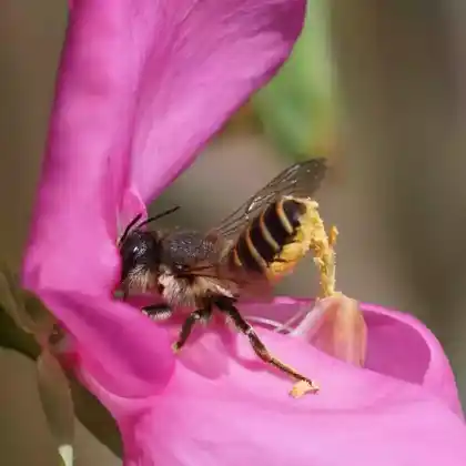 Foto von Platterbsen-Mörtelbiene (Megachile ericetorum)