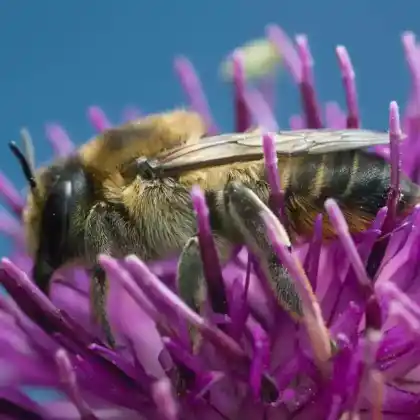 Foto von Wollfüßige Blattschneiderbiene (Megachile lagopoda)