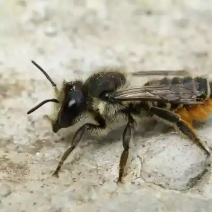 Foto von Weidenröschen-Blattschneiderbiene (Megachile lapponica)