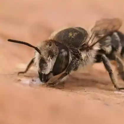 Foto von Dünen-Blattschneiderbiene (Megachile leachella)