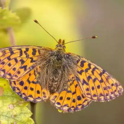 Foto von Hochmoor-Perlmuttfalter (Boloria aquilonaris)