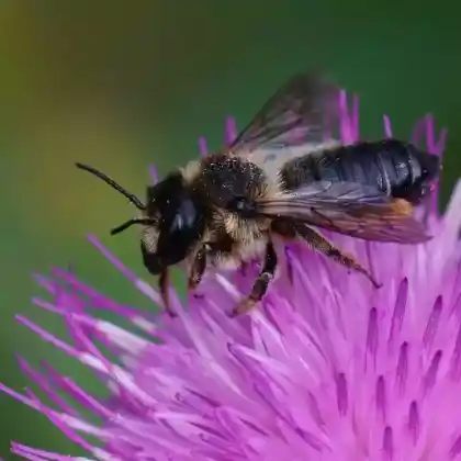 Foto von Holz-Blattschneiderbiene (Megachile ligniseca)