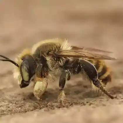 Foto von Sand-Blattschneiderbiene (Megachile maritima)