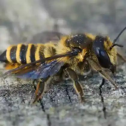 Foto von Schwarzafter-Blattschneiderbien (Megachile melanopyga)
