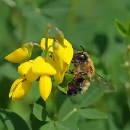 Foto von Schwarzbürstige Blattschneiderbiene (Megachile nigriventris)