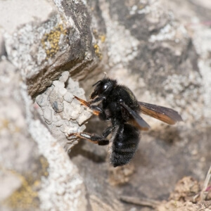 Schwarze Mörtelbiene