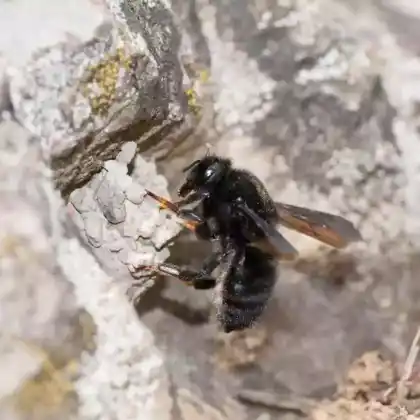 Foto von Schwarze Mörtelbiene (Megachile parietina)
