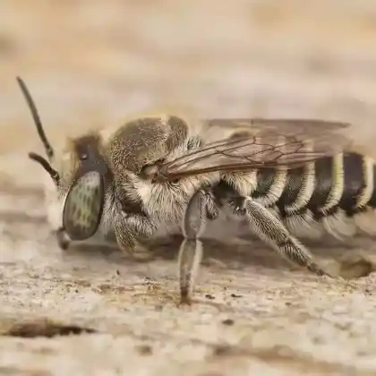 Foto von Filzzahn-Blattschneiderbiene (Megachile pilidens)