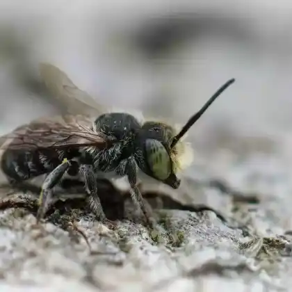 Foto von Luzerne-Blattschneiderbiene (Megachile rotundata)