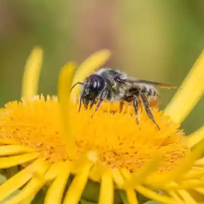 Foto von Bunte Blattschneiderbiene (Megachile versicolor)