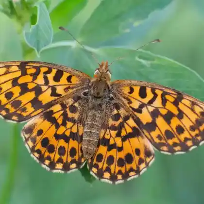 Foto von Kleiner Magerrasen-Perlmuttfalter (Boloria dia)