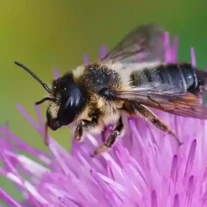 Foto von Garten-Blattschneiderbiene (Megachile willughbiella)