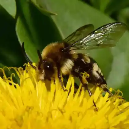 Foto von Gewöhnliche Trauerbiene (Melecta albifrons)