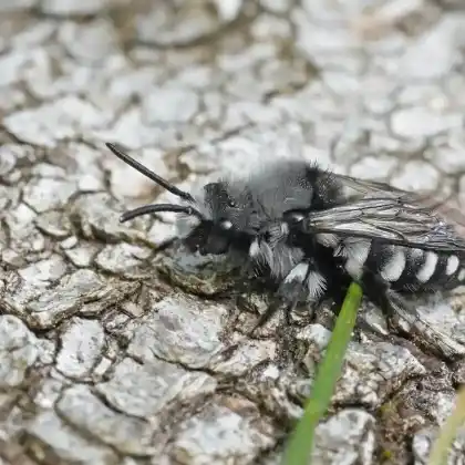Foto von Pracht-Trauerbiene (Melecta luctuosa)