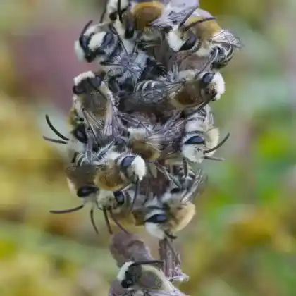 Foto von Luzerne-Sägehornbiene (Melitta leporina)