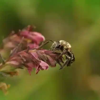Foto von Zahntrost-Sägehornbiene (Melitta tricincta)