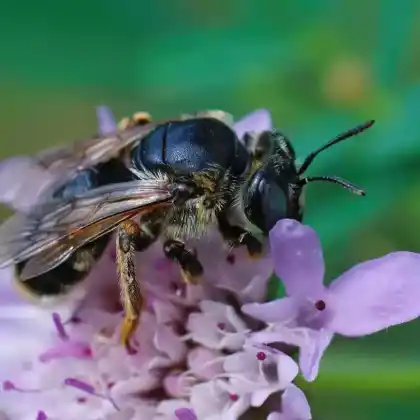 Foto von Luzerne-Schwebebiene (Melitturga clavicornis)