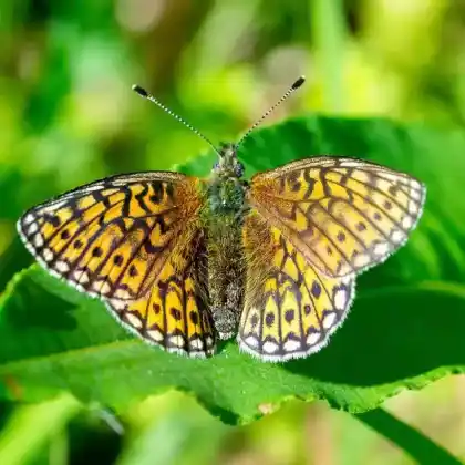 Foto von Randring-Perlmuttfalter (Boloria eunomia)