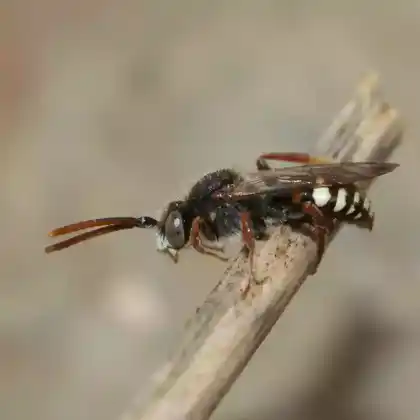 Foto von Weißfleckige Wespenbiene (Nomada alboguttata)
