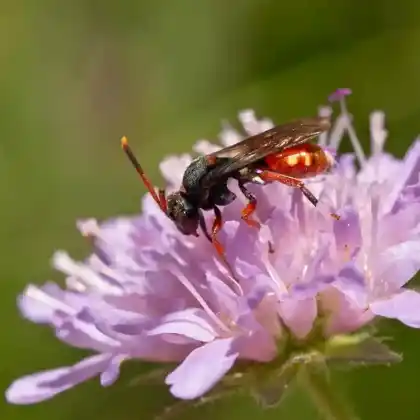 Foto von Silberhaarige Wespenbiene (Nomada argentata)