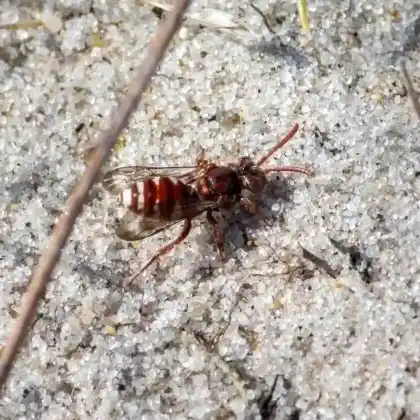 Foto von Perlen-Wespenbiene (Nomada baccata)