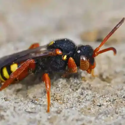 Foto von Rotbäuchige Wespenbiene (Nomada bifasciata)