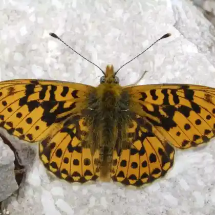 Foto von Früher Perlmuttfalter (Boloria euphrosyne)