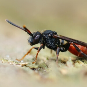 Rotschwarze Wespenbiene