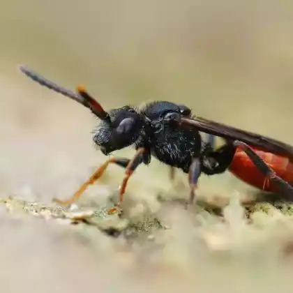 Foto von Rotschwarze Wespenbiene (Nomada fabriciana)