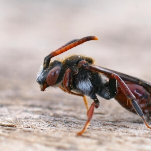 Schenkel-Wespenbiene