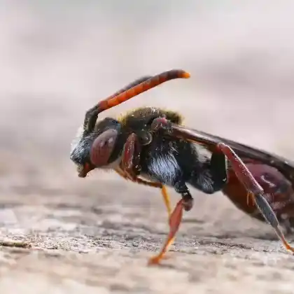 Foto von Schenkel-Wespenbiene (Nomada femoralis)
