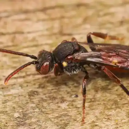 Foto von Rötliche Wespenbiene (Nomada ferruginata)