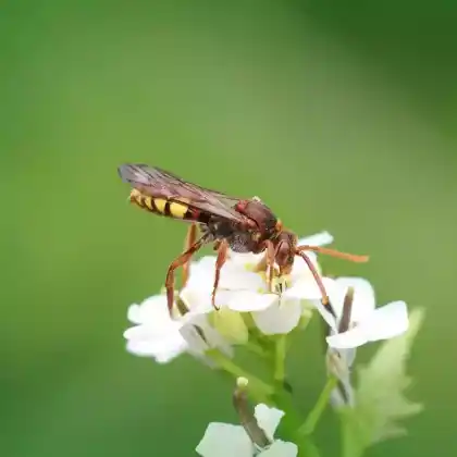 Foto von Gelbe Wespenbiene (Nomada flava)