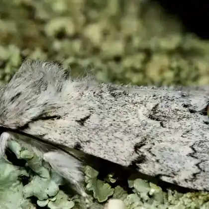 Foto von Wolleule (Acronicta leporina)