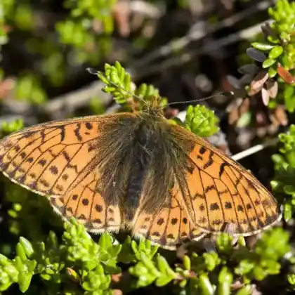 Foto von Ähnlicher Perlmuttfalter (Boloria napaea)