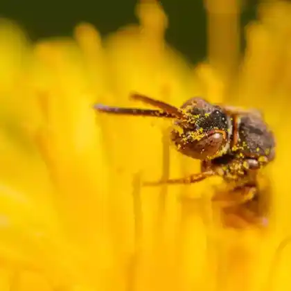 Foto von Gelbfleckige Wespenbiene (Nomada flavoguttata)