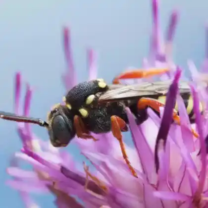 Foto von Greiskraut-Wespenbiene (Nomada flavopicta)